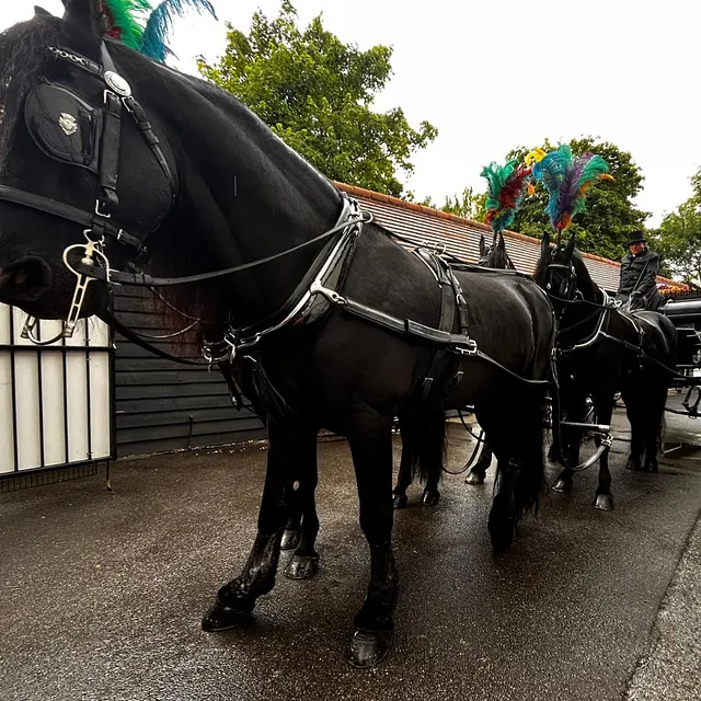 Horse and carriage