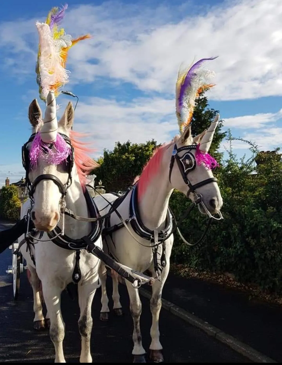 Horse and carriage
